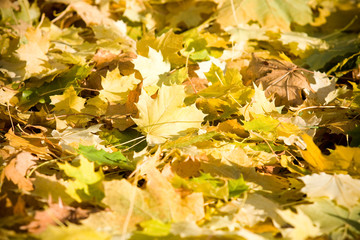 Liście jesienią