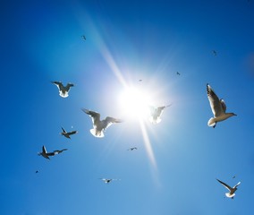 Flock of birds in sky on sunny day © Nejron Photo
