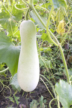 Loofah