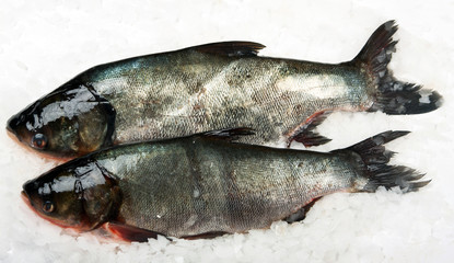 Fresh raw nobilis fish on ice