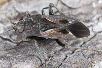 Hemipteron camouflaged on pine, macro photo