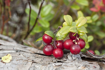 Cowberries or lingonberries, vibrant photo
