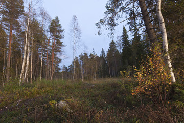 Moody autumn scene, wide angle photo