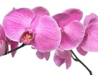 tint purple orchid close up shot