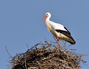 Stork in the nest II