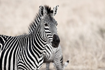 Fototapeta premium African Zebra