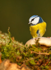 Blue tit, looking at a massy protrusion