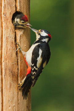 Greater Spotted Woodpecker With Chick