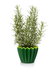Sweet rosemary plant