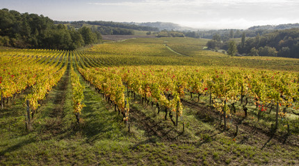 Fototapeta na wymiar Vignes en automne