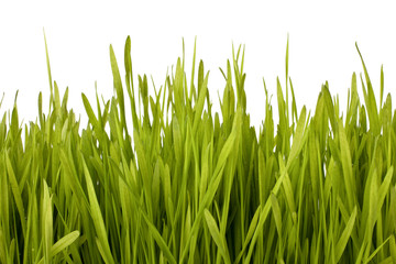 Fototapeta premium Grass silhouette