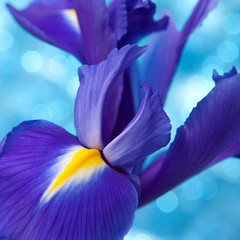 Fond de belles fleurs d& 39 iris bleu