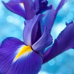 Stickers pour porte Iris Fond de belles fleurs d& 39 iris bleu