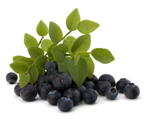Blue bilberry or whortleberry