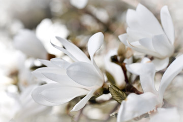 Beautiful magnolia blossom - obrazy, fototapety, plakaty