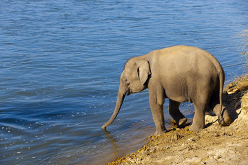 baby elephant going to drink water