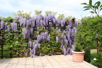 Terrasse mit Blauregen