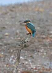 kingfisher rest on branch in the marsh