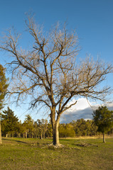 Obraz premium autumn leafless tree