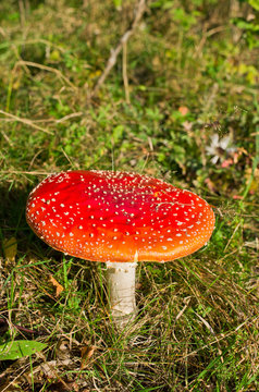 Red toadstool