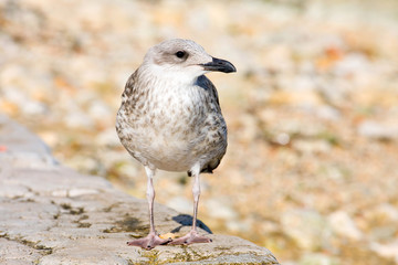 young gull