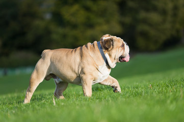 Beautiful dog english bulldog outdoors
