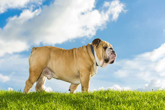 Beautiful Dog English Bulldog Outdoors