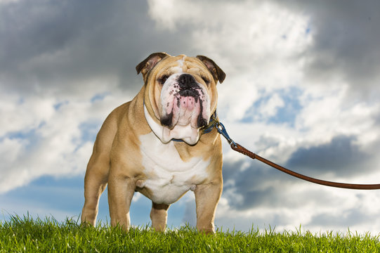 Beautiful dog english bulldog outdoors walking