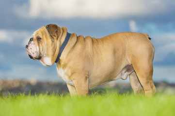 Beautiful dog english bulldog outdoors