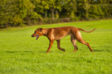 Beautiful dog rhodesian ridgeback