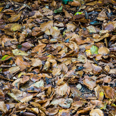 The Fallen
