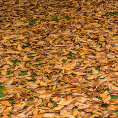 Forest Floor