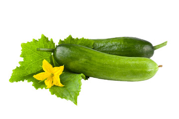 fresh cucumber with leaf isolated on white