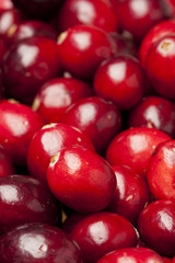 Red Ripe Cranberry
