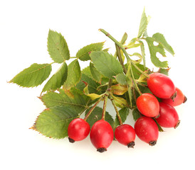 ripe hip roses on branch with leaves, isolated on white