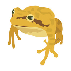 カエル　両生類