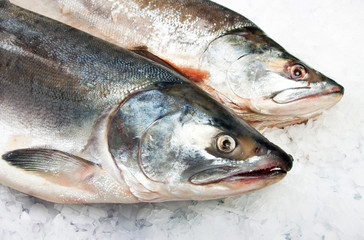 Atlantic Salmon