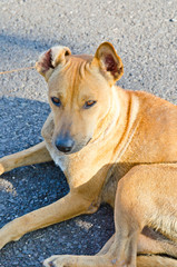 Head shot of Thai dog