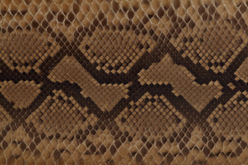 ヘビ柄　背景