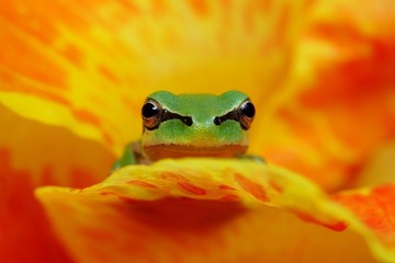 Hyla tree frog in yellow and orange flower