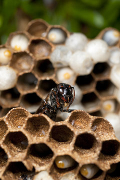 Wasp and hive