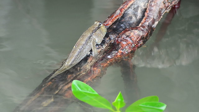 Mudskipper fish, life and environment