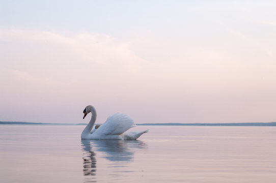 Fototapeta swan