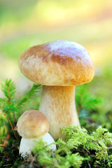 Boletus mushroom in the forest