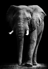 Foto auf Acrylglas Elefant Elefant auf schwarzem Hintergrund isoliert