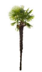 high isolated palm tree