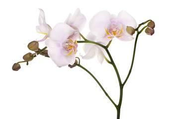 Fototapeta na wymiar spotted light pink isolated orchids