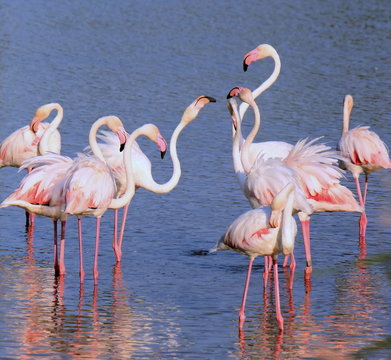 Group of flamingos