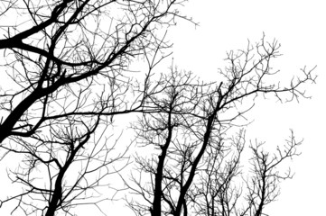 Branches silhouette