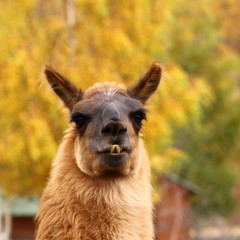 llama over autumn background © taviphoto